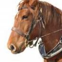 cheval-128x128 cheval-128x128